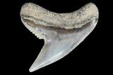 Colorful Fossil Tiger Shark (Galeocerdo) Tooth - Virginia #71143-1